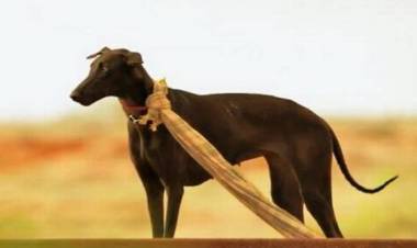 'பரியேறும் பெருமாள்' புகழ் கருப்பி நாய் ஹீரோவாக நடிக்கும் 'ஆத்தா'