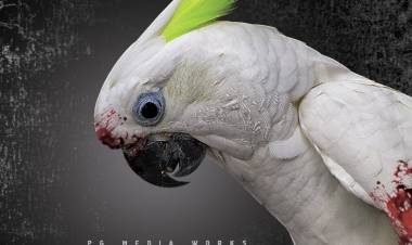 "Cocktail" Movie First Look Posters