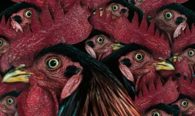 ’கொட்டுக்காளி’ விமர்சனம் - விமர்சிப்பவர் சென்னை பத்திரிகா சிவாஜி