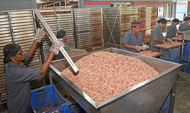 Union Budget 2026 | A calming balm for Karnataka's plantation growers 