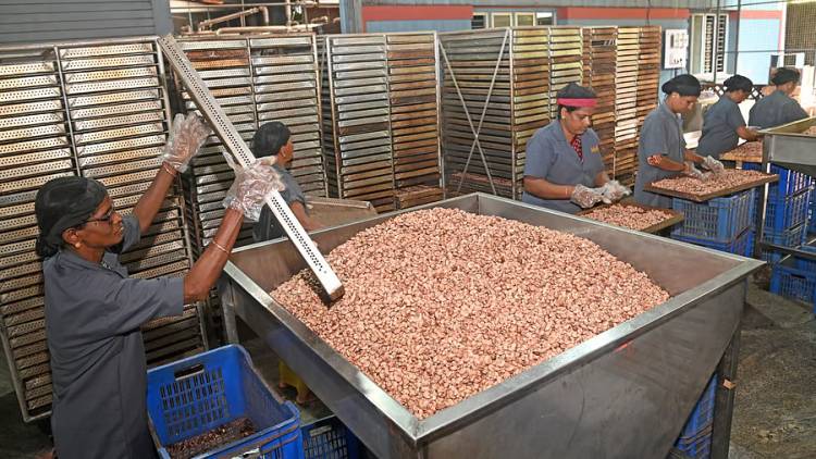 Union Budget 2026 | A calming balm for Karnataka's plantation growers 